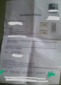 Spirit of Tasmania Dog Vaccination Letter