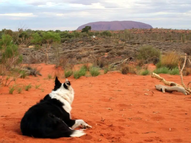 Dog friendly Uluru