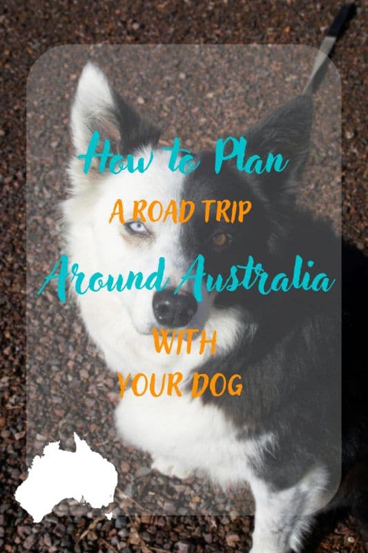 road trip around australia with dog