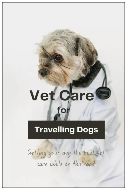Soins vétérinaires pour votre chien lors d'un voyage en Australie