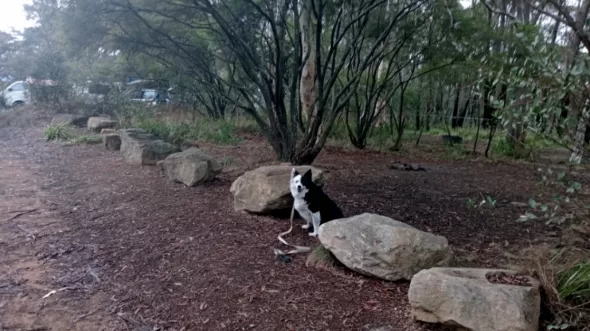Blue Mountains dog friendly camping